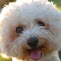 ESFJ: Bichon Frise on Random Things about How To Determine Which Dog Is Right For You