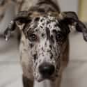 ENTJ: Great Dane on Random Things about How To Determine Which Dog Is Right For You