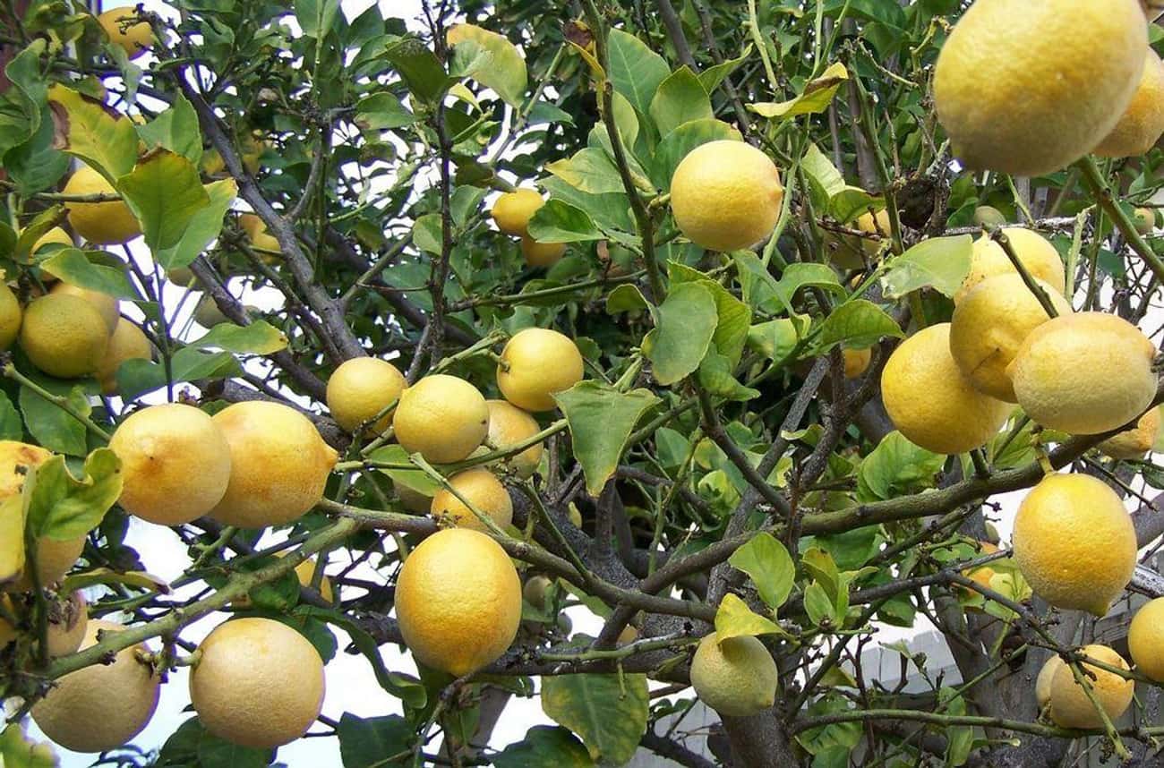 One Naval Surgeon Found Citrus Could Stop Scurvy, And The Lemon Market Boomed