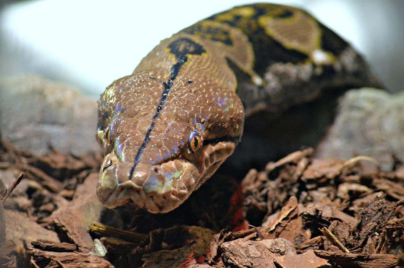 Motorcyclist Fatally Strangled After Attempting To Capture 12-Foot Snake
