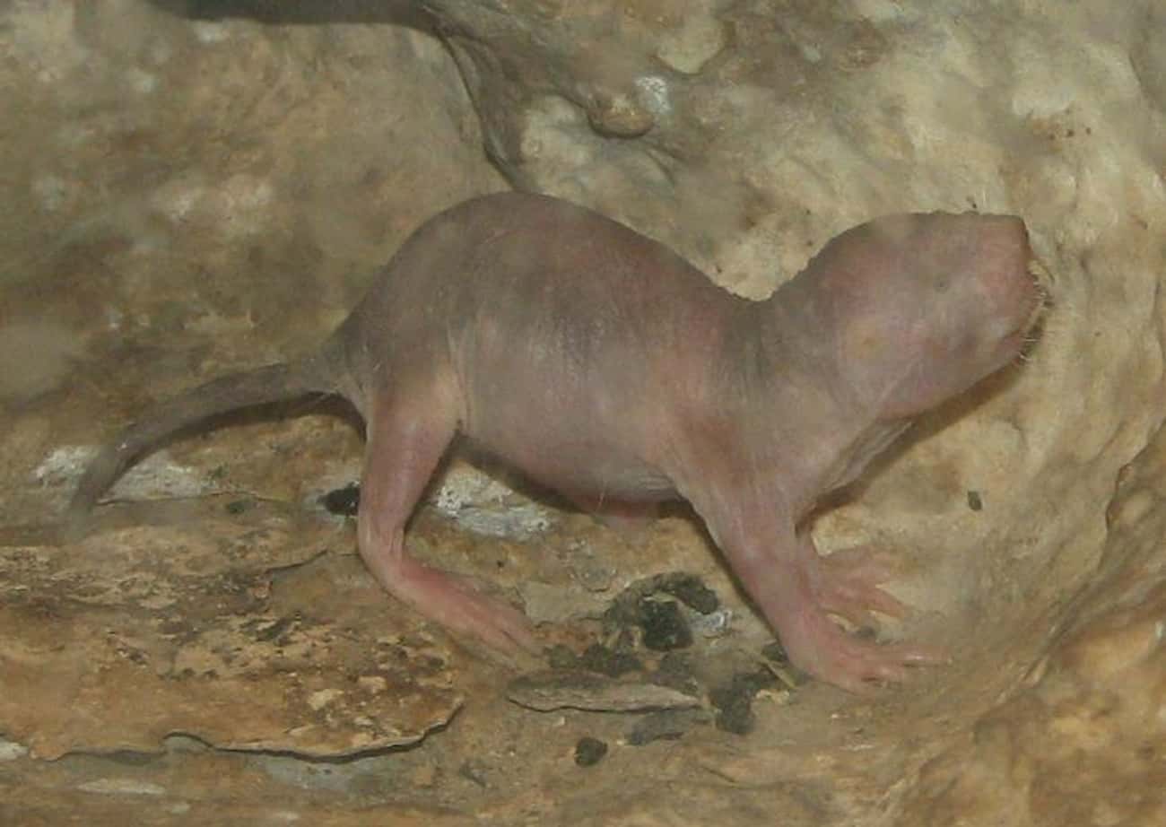 Naked Mole Rats Can Survive 18 Minutes Without Oxygen