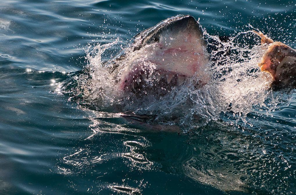 Several People Were Killed Trying To Stop A Shark Attack