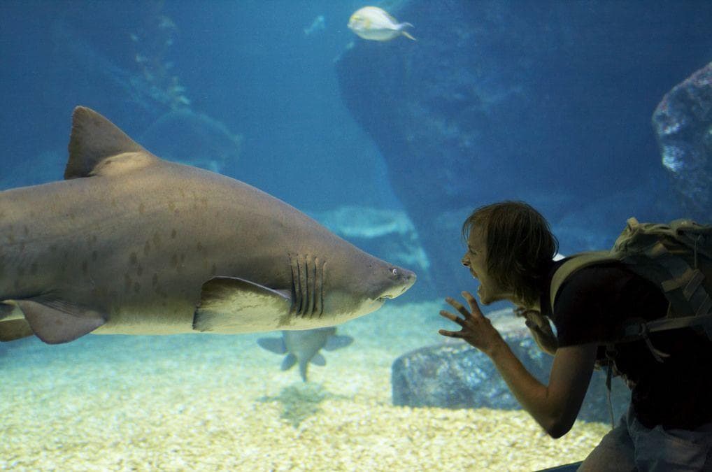 Before These Attacks, We Weren't That Afraid Of Sharks