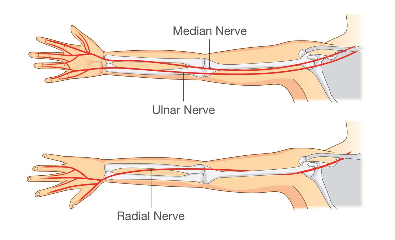 Невропатия локтевого мкб. Туннельный синдром локтевого нерва. Защемление локтевого нерва. Синдром компрессии лучевого нерва. Локтевой нерв руки анатомия.