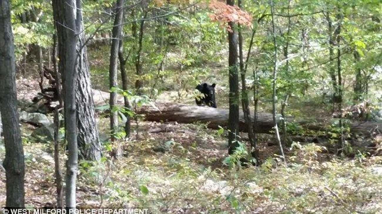 A Hiker Photographs This Bear Before Being Mauled, 2014