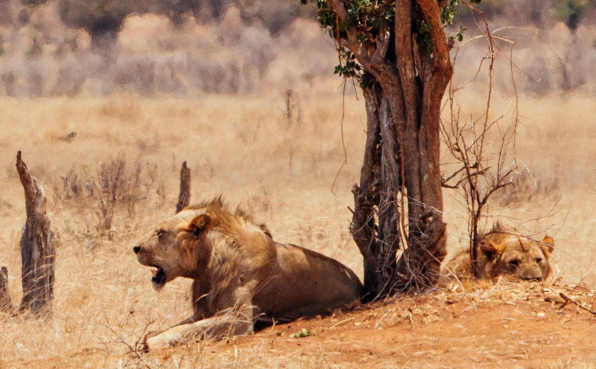 The Bloody Story Of The ManEating Lions Of Tsavo