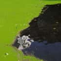 Eutrophication is the result of excessive nutrients or plant life in a body of water due to runoff from nearby land.