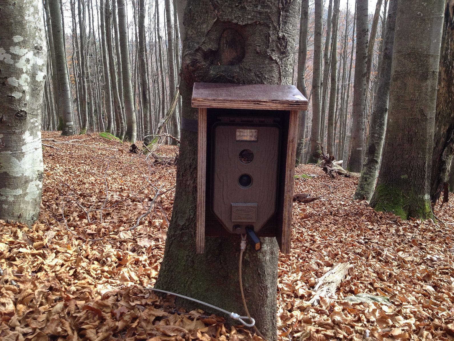 Трейл-камеры поддаются взлому и используются для охоты на исчезающих животных