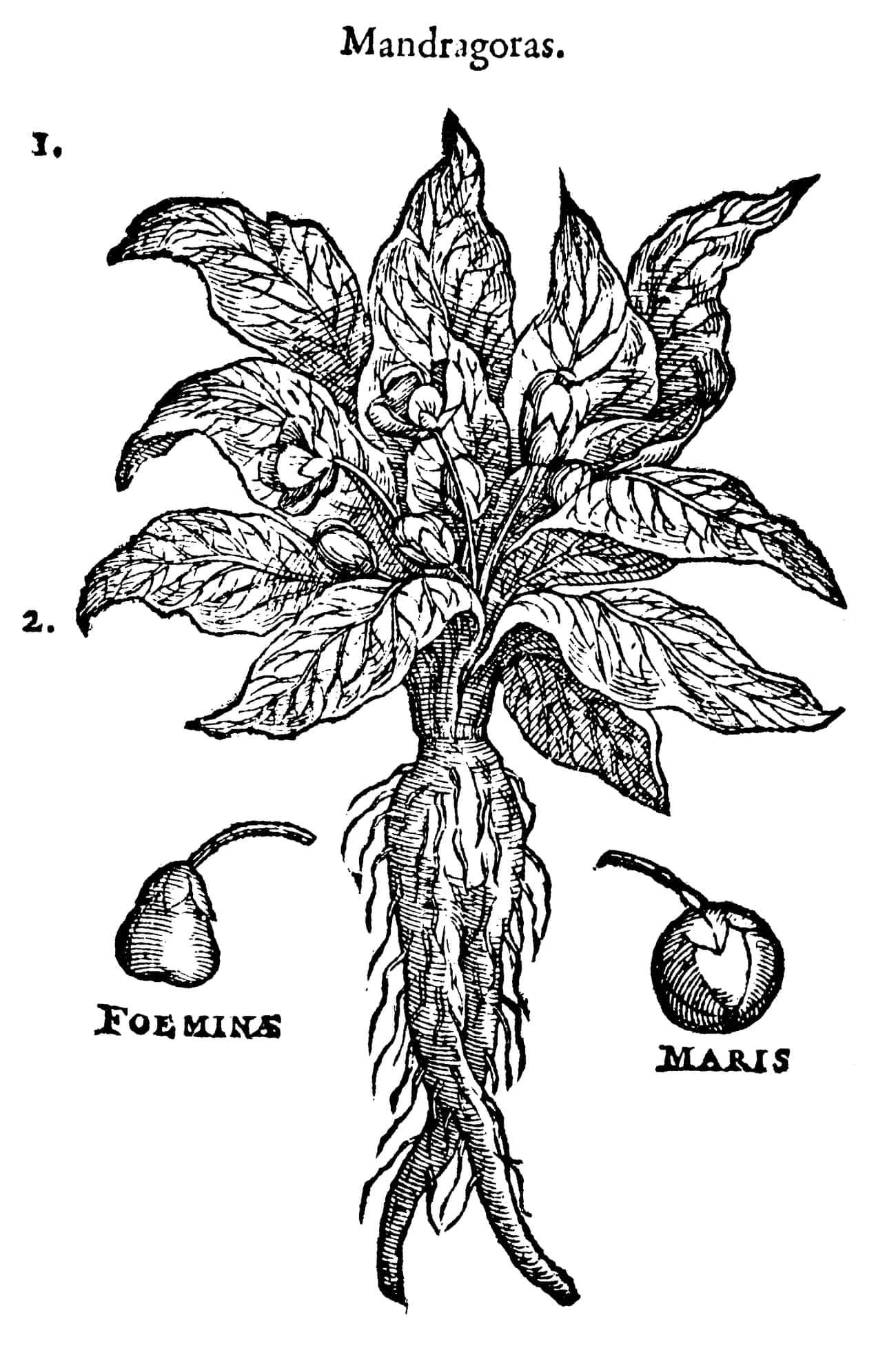The Mandrake Allegedly Has A Deadly Scream
