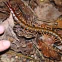 Giant Centipede on Random Horrifying Animals From Thailand
