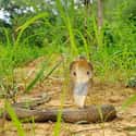 Monocled Cobra on Random Horrifying Animals From Thailand