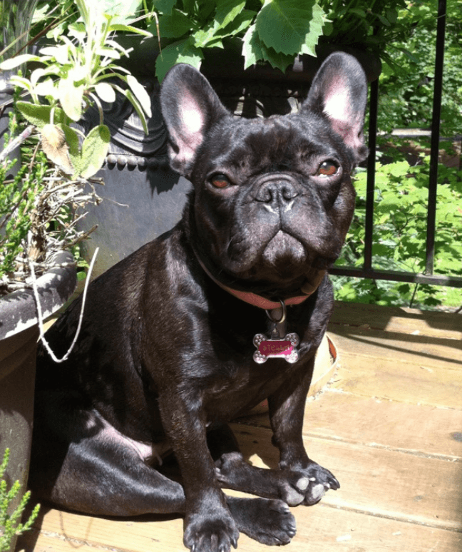 15+ Times United Airlines Abused or Mistreated Passengers