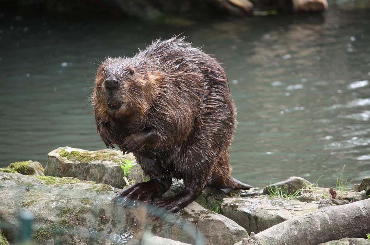 Beaver (April 20-May 20) — Tenacious