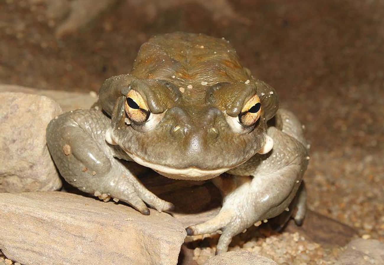The Colorado River Toad Secretes A Powerful Psychedelic Substance