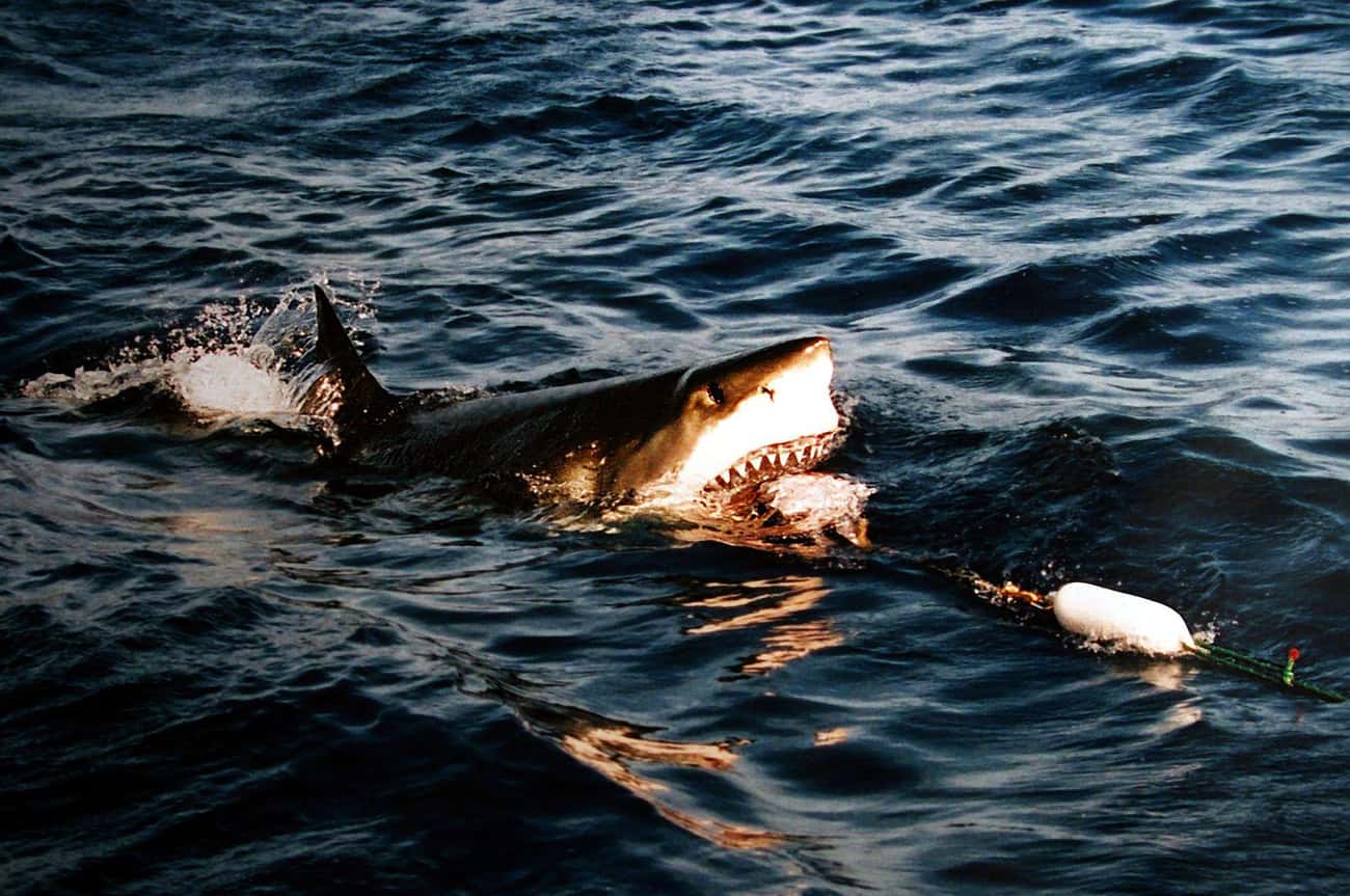 An Australian Diver Was Nearly Swallowed By A Great White Shark
