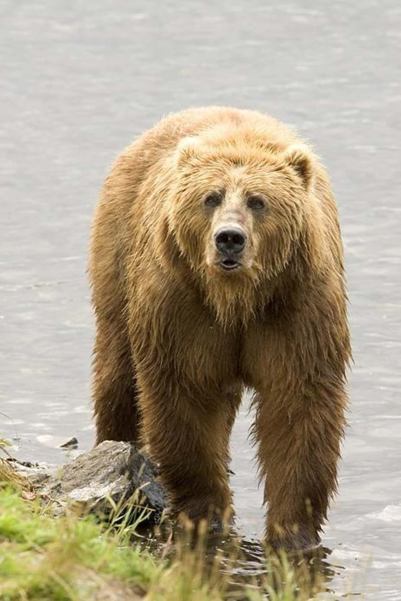 An Alaskan Hunter Was Attacked By A Kodiak Bear