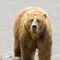 An Alaskan Hunter Was Attacked By A Kodiak Bear on Random People Who Survived Wild Animal Attacks Tell Their Stories
