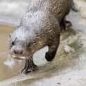 A Kayaker Fought Off A River Otter With Her Paddle on Random People Who Survived Wild Animal Attacks Tell Their Stories