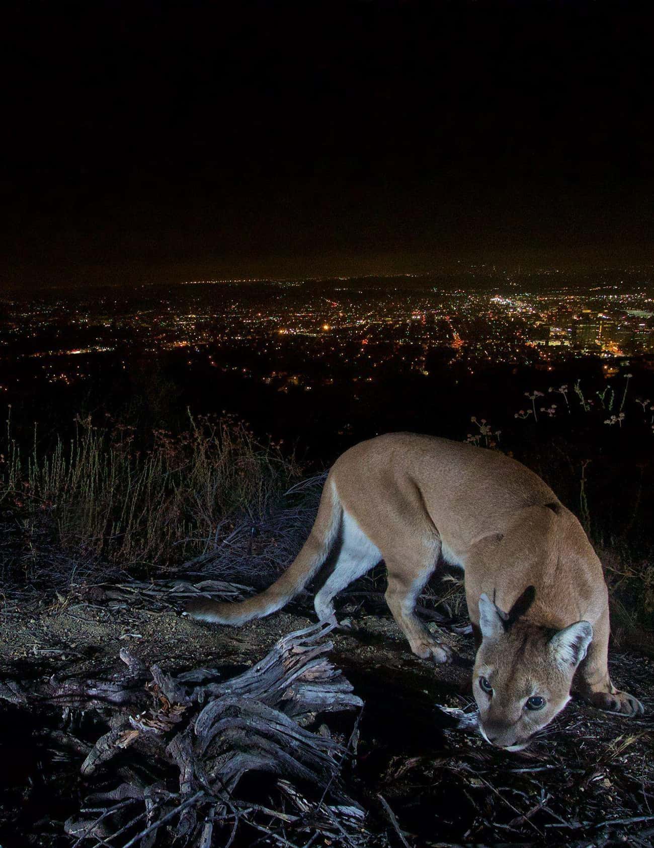 A 70-Year-Old Fought Off A Mountain Lion In California
