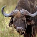 A Zimbabwean Man Was Gored By A Buffalo On His Own Farm on Random People Who Survived Wild Animal Attacks Tell Their Stories