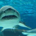 Sand Tiger Shark on Random Scariest Types of Sharks in the World