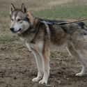Wolf Hybrid on Random Scariest-Looking Dogs in the World