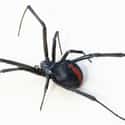 Redback Spider on Random Scariest Types of Spiders in the World