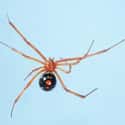 Red Widow Spider on Random Scariest Types of Spiders in the World