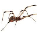 Brown Widow Spider on Random Scariest Types of Spiders in the World