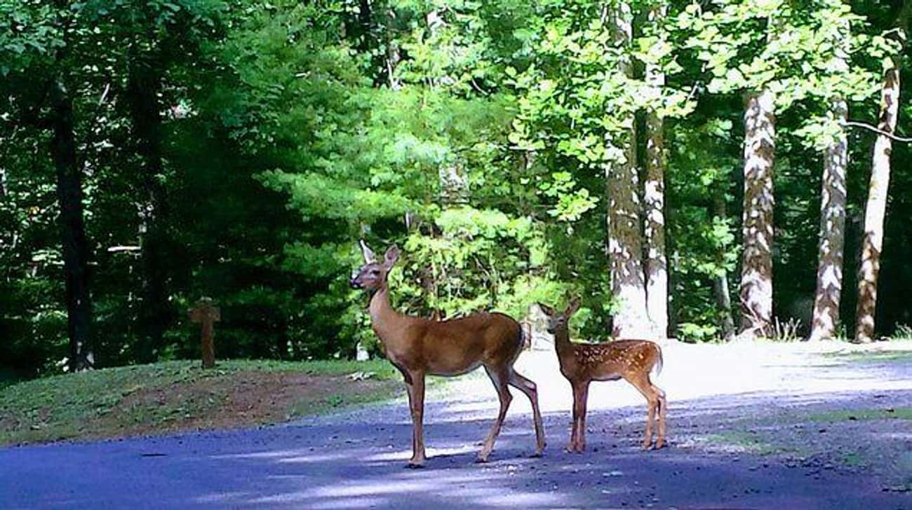 While Receiving Oral Sex, A German Man Crashed To Avoid A Deer