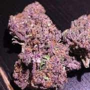 Purple Urkle