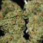 Pineapple Express is listed (or ranked) 27 on the list The Best Types of Weed for Meditation