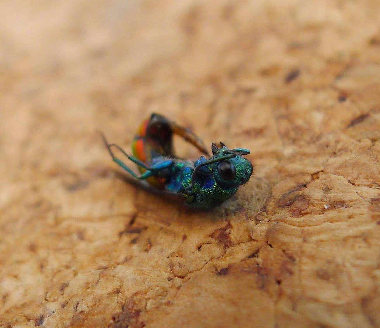 Jewel Wasps Also Control Their Host Insects