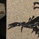 Scorpion on Random Things That Were Terrifyingly Bigger In Prehistoric Times