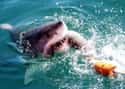 Jaws on Random Scariest Horror Movie Animals