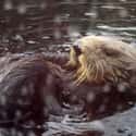 Sea Otters Can Be Reservoirs For Influenza Viruses on Random Terrifying Reasons Why Otters Are Not As Cute And Cuddly As They Appear