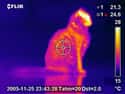FLIR Thermal Imaging on Random Interested In Ghost Hunting, Don't Waste Your Time With These 12 Devices