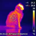 FLIR Thermal Imaging on Random Interested In Ghost Hunting, Don't Waste Your Time With These 12 Devices