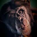Annie Butor's Family Was Tyranized By Their Chimp, Pépée on Random People Who Owned Chimps As Pets And Paid Price