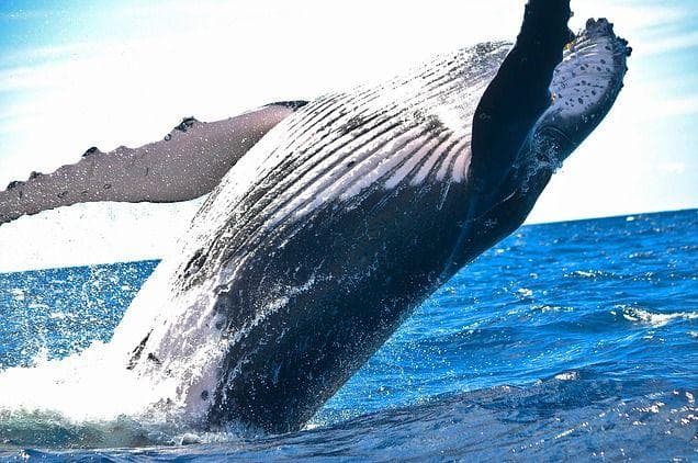 11 Weird Facts About The Whale Explosion In Oregon In 1970