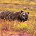 A Man Survived A Grizzly Bear Attack On His Birthday on Random People Describe Their Harrowing Bear Attack Stories