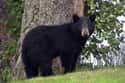 A Black Bear Jumped Out Of A Tree To Maul An 83-Year-Old Man on Random People Describe Their Harrowing Bear Attack Stories