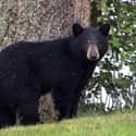 A Black Bear Jumped Out Of A Tree To Maul An 83-Year-Old Man on Random People Describe Their Harrowing Bear Attack Stories