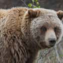 A Man Was Mauled By Grizzly Bears Twice And Became A Grizzly Advocate on Random People Describe Their Harrowing Bear Attack Stories