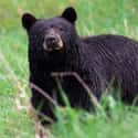 Two Women Were Chased By A Black Bear Through The Nova Scotia Woods on Random People Describe Their Harrowing Bear Attack Stories