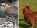 Laying Chickens on Random Animals Looked Like Before Humans Started Breeding Them For Food