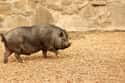 Vietnamese Pot-Bellied Pig on Random Weirdest Animals You Can Legally Own In US