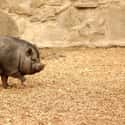 Vietnamese Pot-Bellied Pig on Random Weirdest Animals You Can Legally Own In US