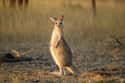 Wallaby on Random Weirdest Animals You Can Legally Own In US