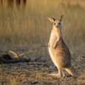 Wallaby on Random Weirdest Animals You Can Legally Own In US